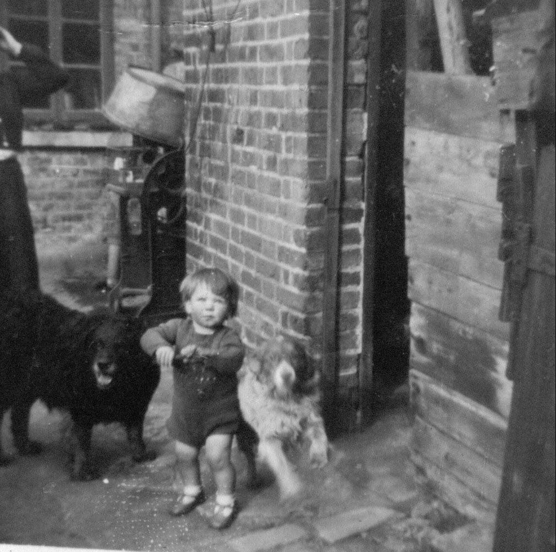 Ken dogs Dowlass Heybridge